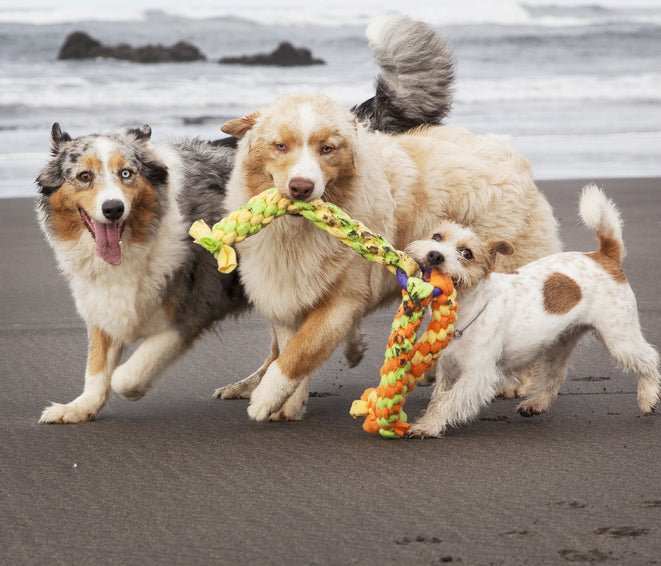 dogs running with toy