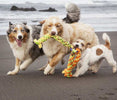dogs running with toy