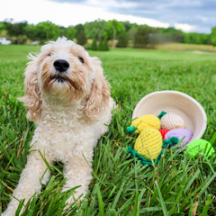 Collection image for: Pet Toys