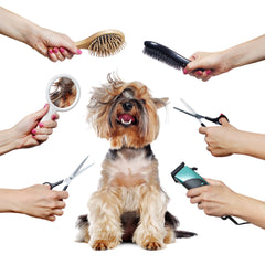 New Arrivals: A well-groomed dog surrounded by grooming tools like brushes, scissors, and clippers.