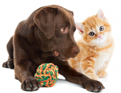 Pet Favorites: A playful chocolate lab and orange tabby cat with a colorful toy ball, perfect for entertaining pets.