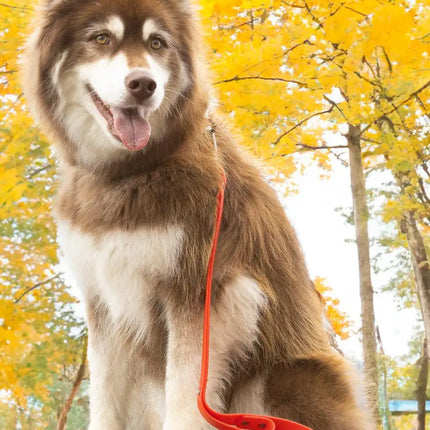 Scarlet Peaks Waterproof Leash-0