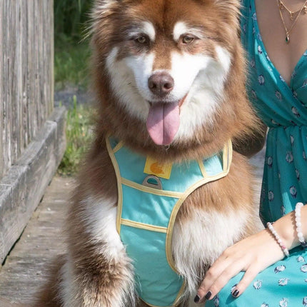 Island Vibes Ultimate Dog Harness-2