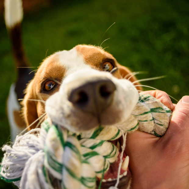 <h2><strong>Carefully Chosen Pet Essentials</strong></h2>