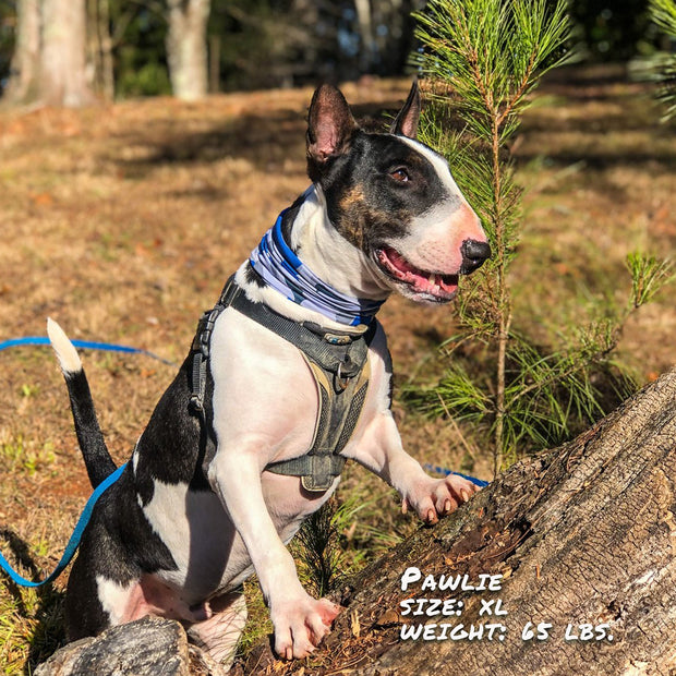 Bone Camo Blue Pup Scruff-3
