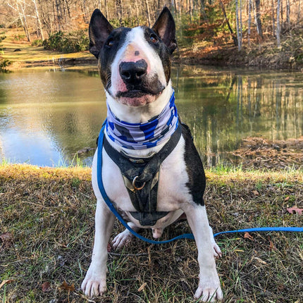 Bone Camo Blue Pup Scruff-2
